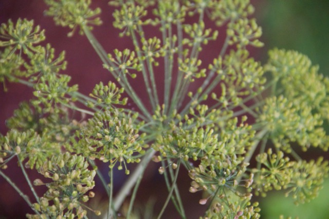 Dill going to seed.