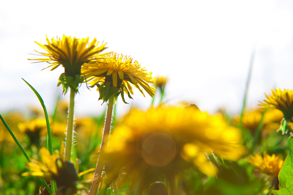 Dandelions