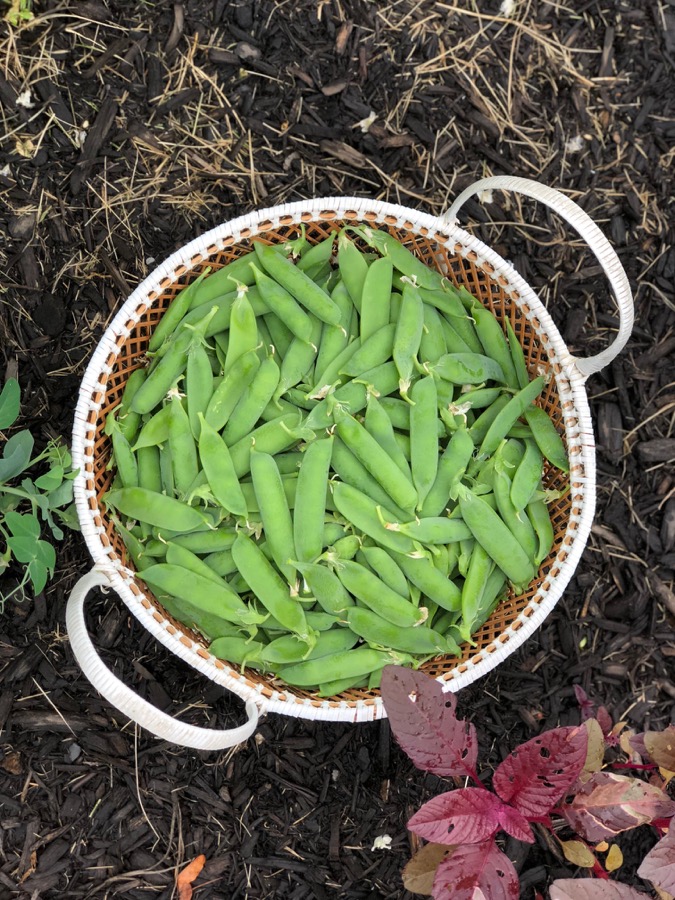 How to start a Pick-Your-Own CSA