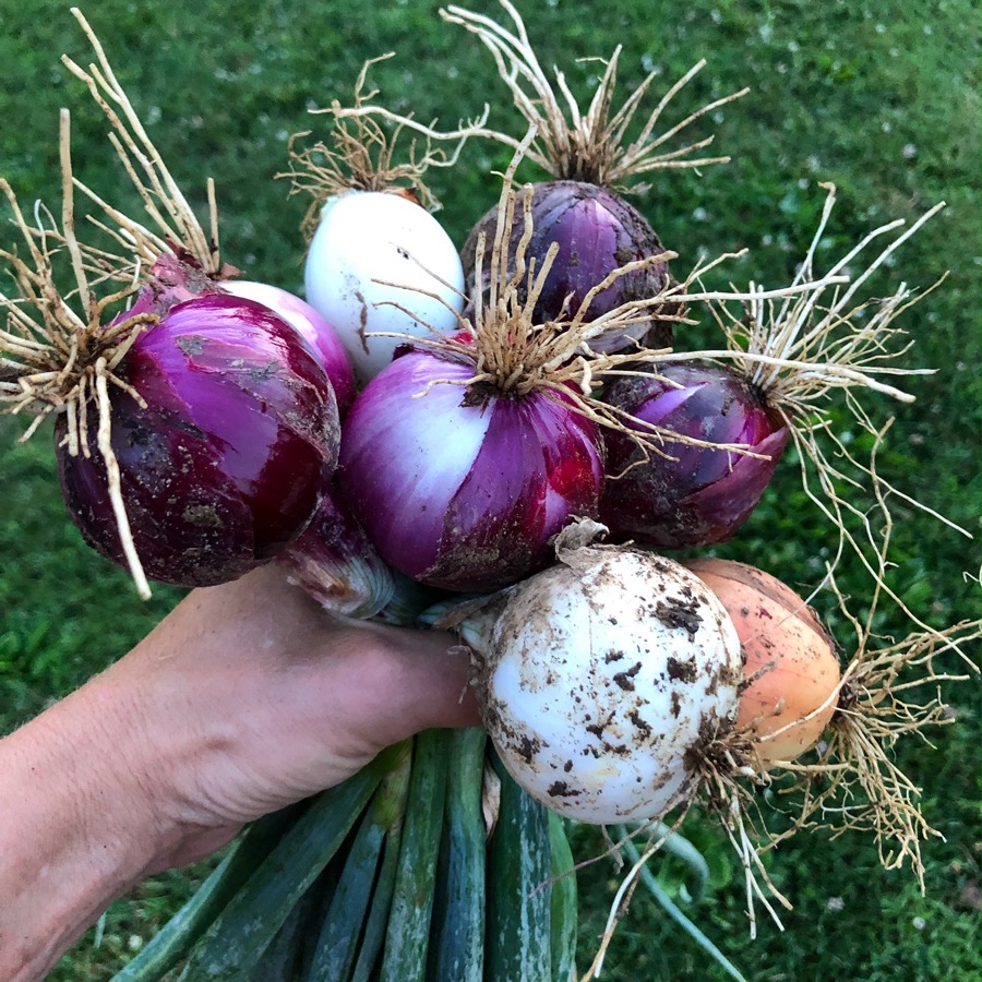 How to start a Pick-Your-Own CSA