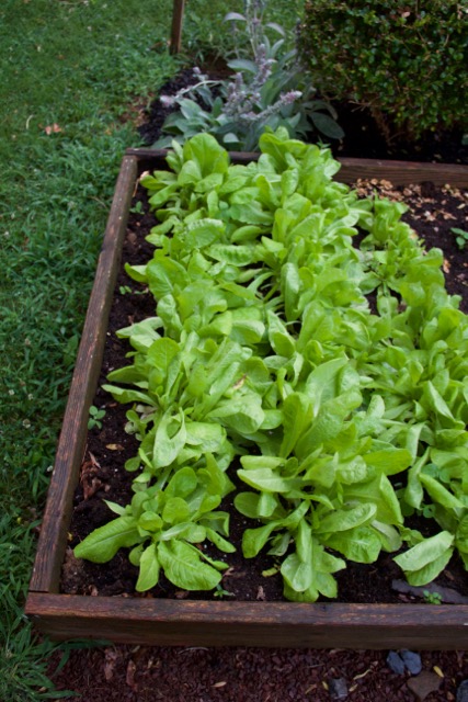 I tried my hand at planting some late lettuce in the shade. It worked!