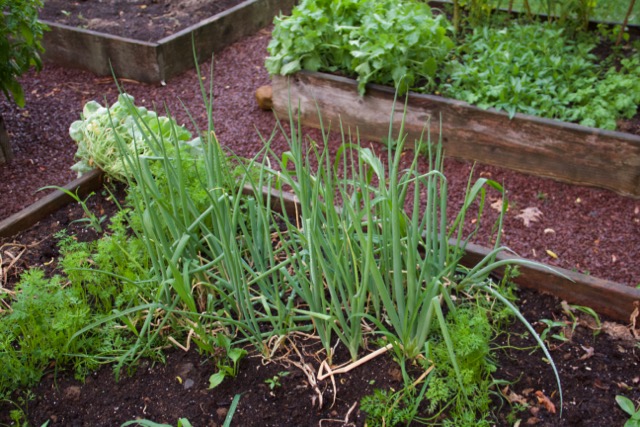 The scallions still have not been harvested.