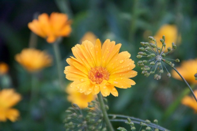 My new obsession, calendula.