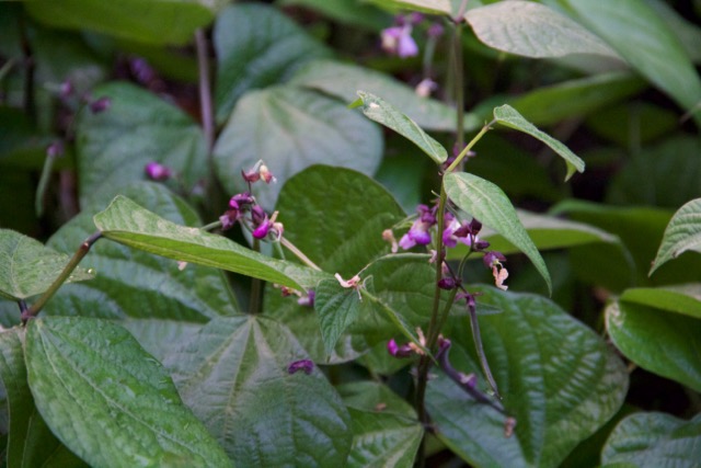 The purple filet beans are about a week away from ready.