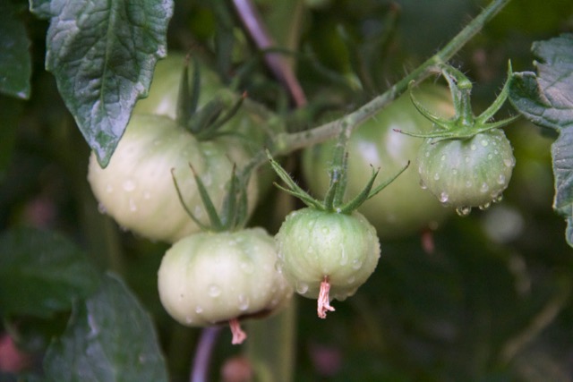 This is my new canning tomato but I can't remember the name right now.