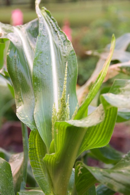 Dakota Black Popcorn. A garden staple for us.