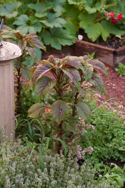 My first successful amaranth planting!