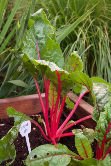 Rainbow Chard. I love this stuff. So beautiful!