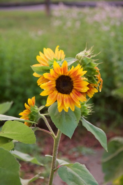 Volunteer sunflowers