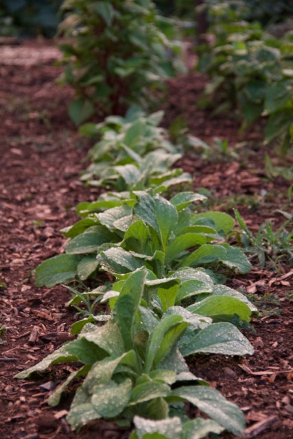 A late planting of borage just for fun. The bees LOVE it!