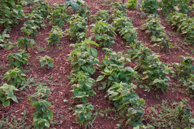 Old seeds. Sparse germination. Purple Royalty Bush beans, great for canning.