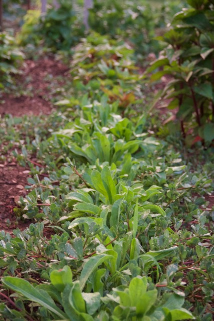 More calendula mixed in with jewel weed. It's been incredibly invasive this year.