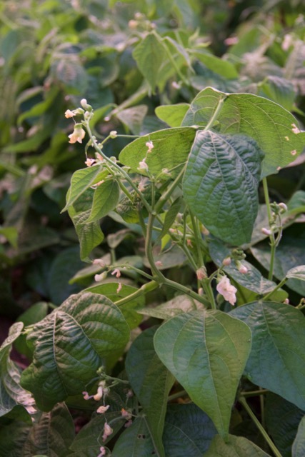 Calima Green Beans almost ready!