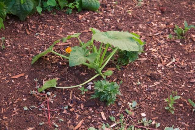 Succession planting of yellow Summer squash.