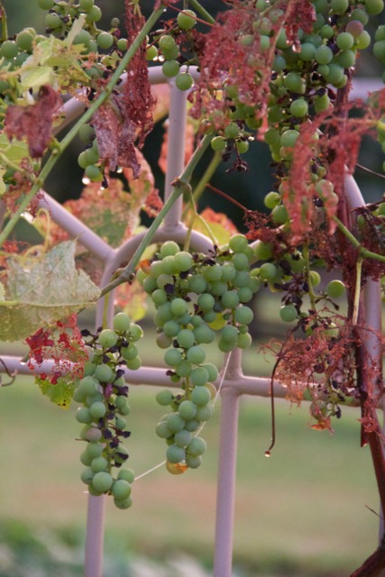 These are what's left of the grapes. The beetles decimated the foliage.