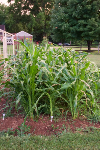 Pink Hopi corn for cornmeal!