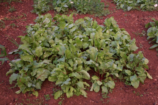 New seeds, very successful germination. Lutz Red Beets.