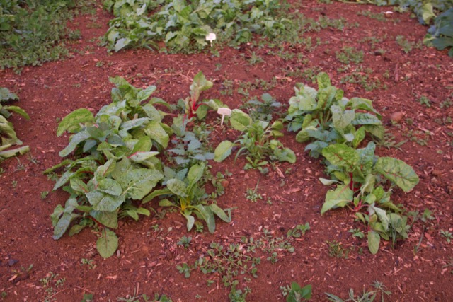 Old seeds, again. Swiss Chard, low germination.