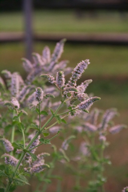 Beautiful mint blossoms.