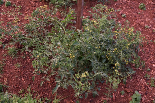 Volunteer tomatoes. No idea what they are yet.