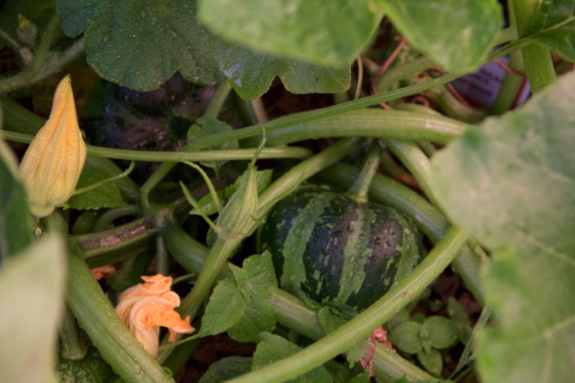 Acorn squash. 