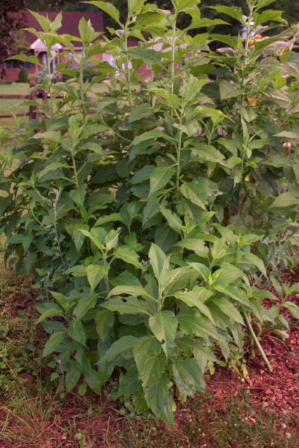 Jerusalem Artichokes. Volunteers from last year. You always miss a couple or 10.