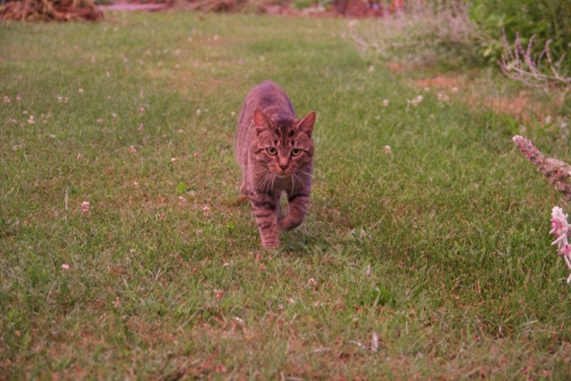 Traveler, my resident garden buddy.